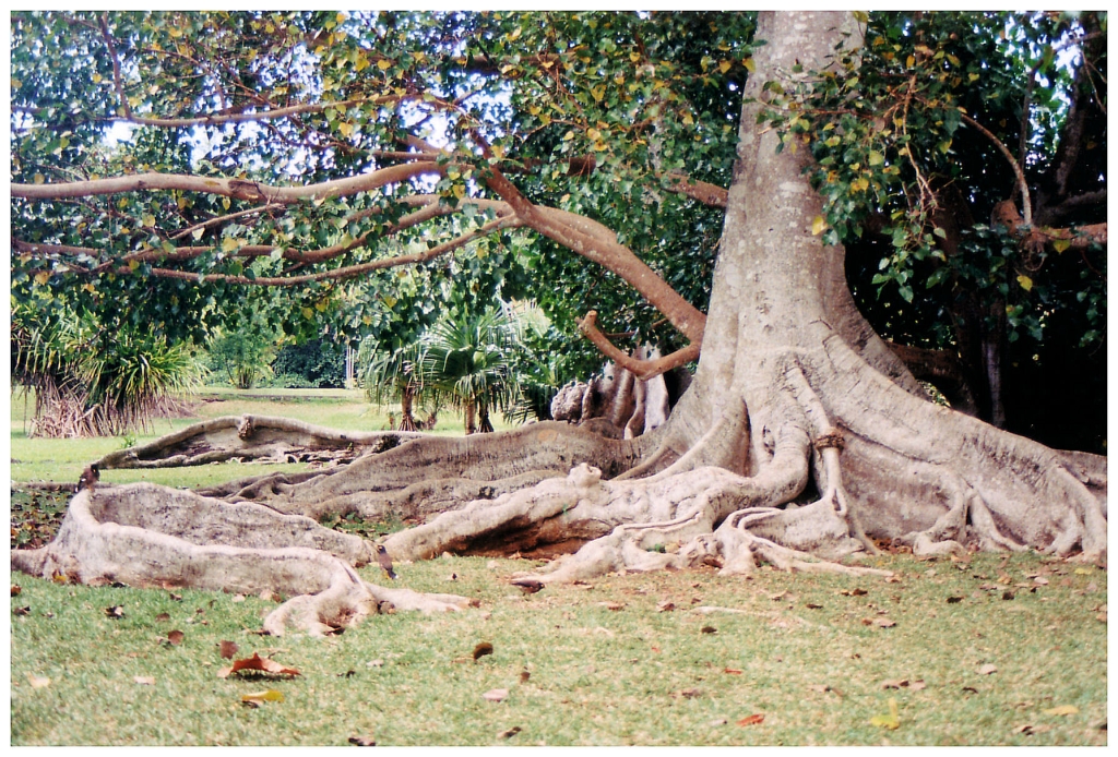 01 - Ile Maurice (28).jpg